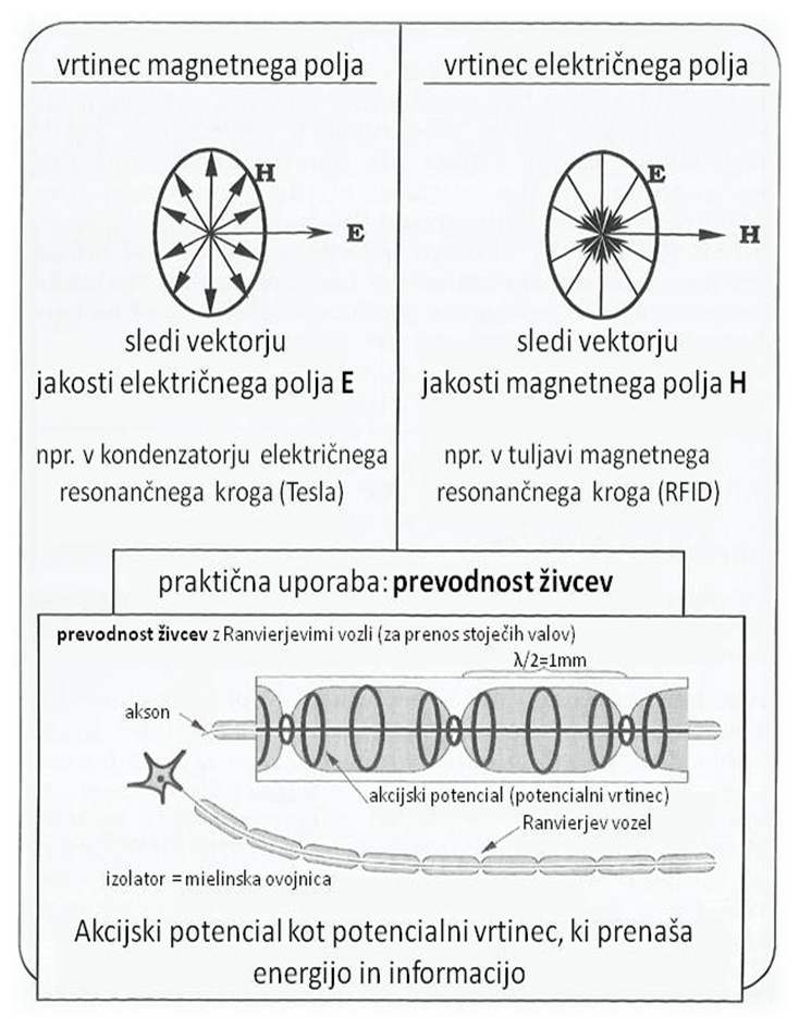 Akcijski potencial in živčni prenos po izolacijski plasti